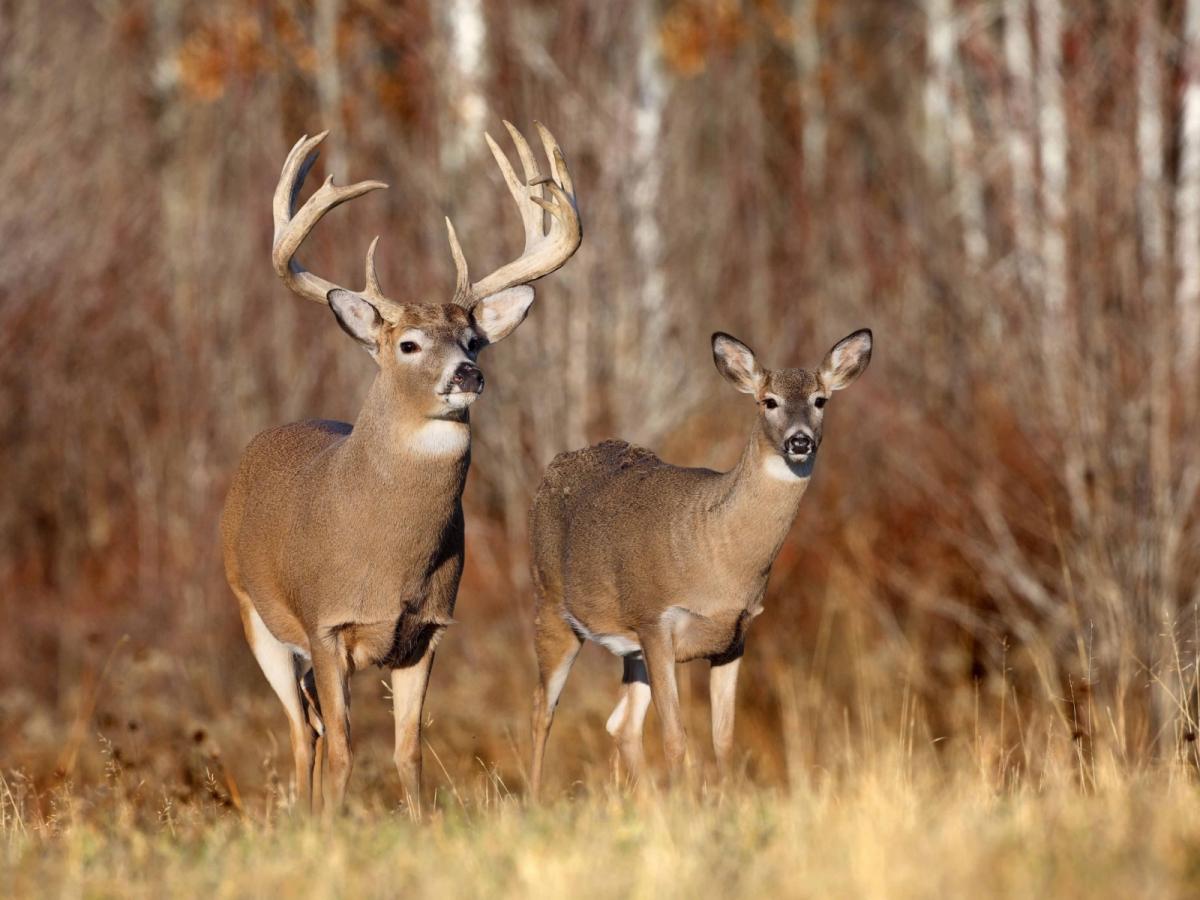 2 deer in the woods