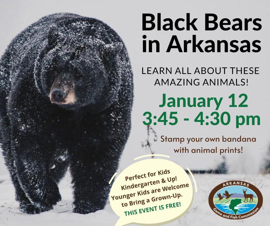 Black bear in the snow in white landscape